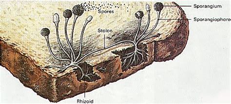 Reproduction in Plants | NMMS Key bits from Class 7 Science - National ...