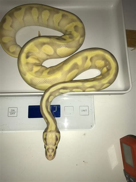 Image result for Enchi Ghost Ball Python
