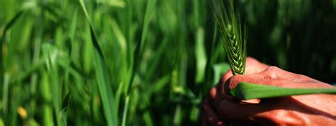 Agrow Biotech solutions