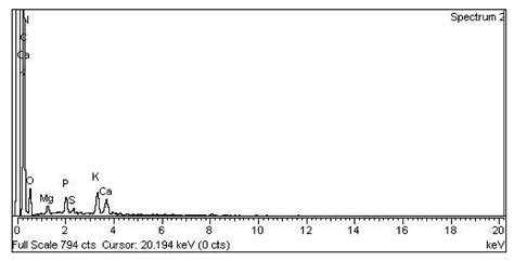 Biodiesel Production Using Wild Apricot (Prunus aitchisonii) Seed Oil ...