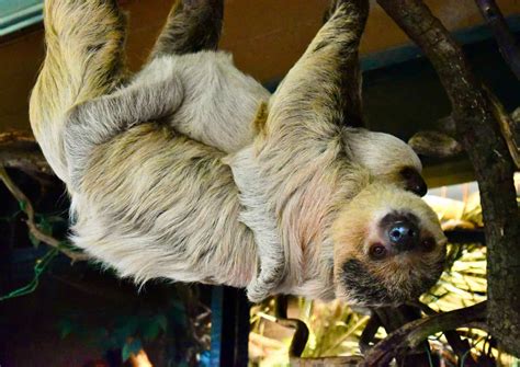 Why Sloths Sleep So Much—Explained for Kids - Animals Around The Globe