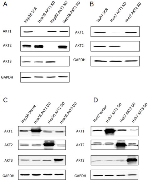 All Three AKT Isoforms Can Upregulate Oxygen Metabolism and Lactate ...