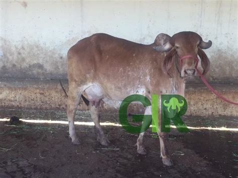Gir Cow