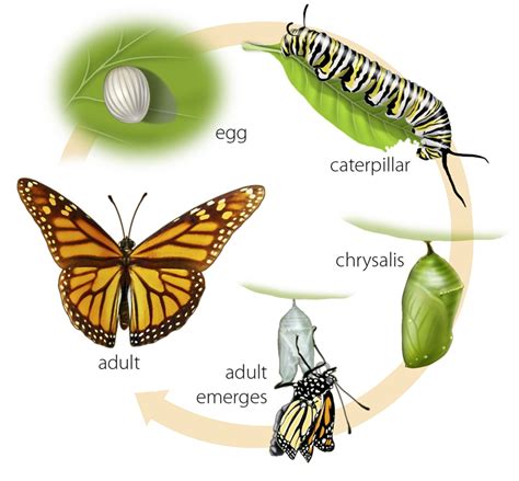 Life Cycle of a Butterfly Pictures | LoveToTeach.org