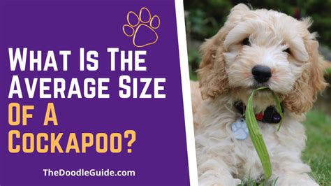 Cockapoo Size 的图像结果