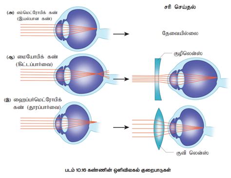 ஒளி உணர் உறுப்பு-கண் (Photoreceptor-Eye) | Photoreceptor - Eye | in Tamil