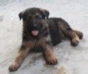 German Shepherd Puppies for Sale in Chennai, German Shepherd Breeders ...