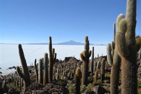 Isla Incahuasi (Uyuni) - 2021 What to Know Before You Go (with Photos ...