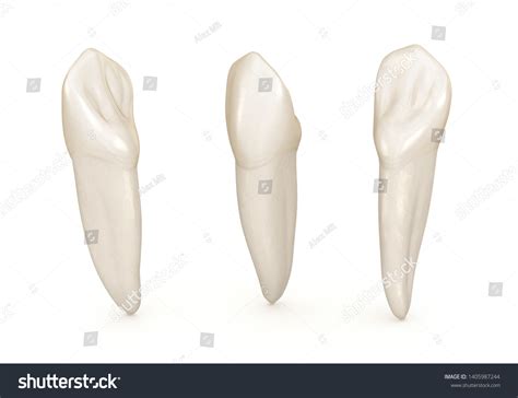 Dental Anatomy Maxillary Central Incisor Tooth Stock Illustration ...