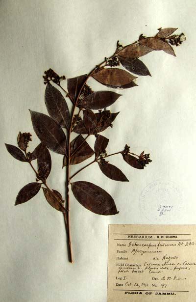 ichnocarpus_frutescens
