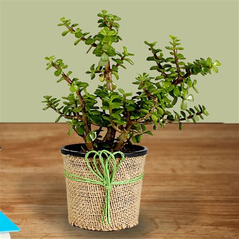 Jade Plant In Jute Wrapper Plastic Planter– Florahut