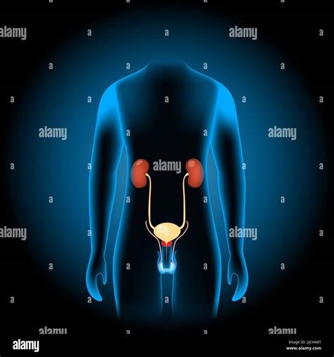 Male Genitourinary system consists of the kidneys, ureters, bladder ...