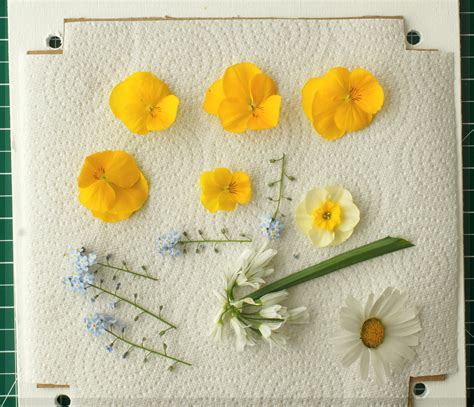 How To Make A Press Flowers at Jamie Sanchez blog