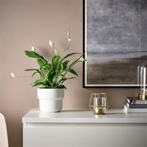 PÄRLBAND tealight holder, gold-colour, 10 cm (4") - IKEA