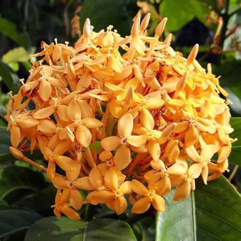 Singapuri Ixora Sandal – Santhi Online Plants