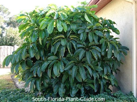 Schefflera Tree Invasive Florida 的图像结果