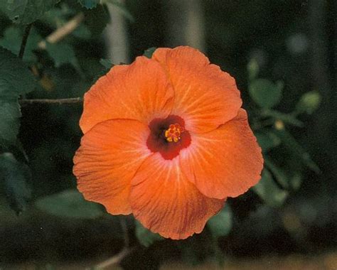 Power of spiritual beauty : spiritual meaning of flower