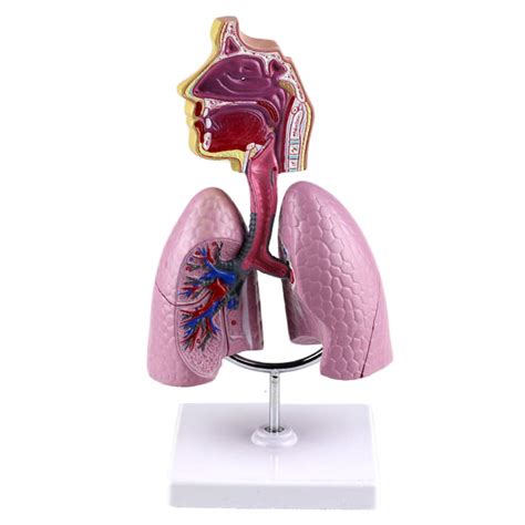 Buy FXQ Human Respiratory System Model -Removable Human Organ ...