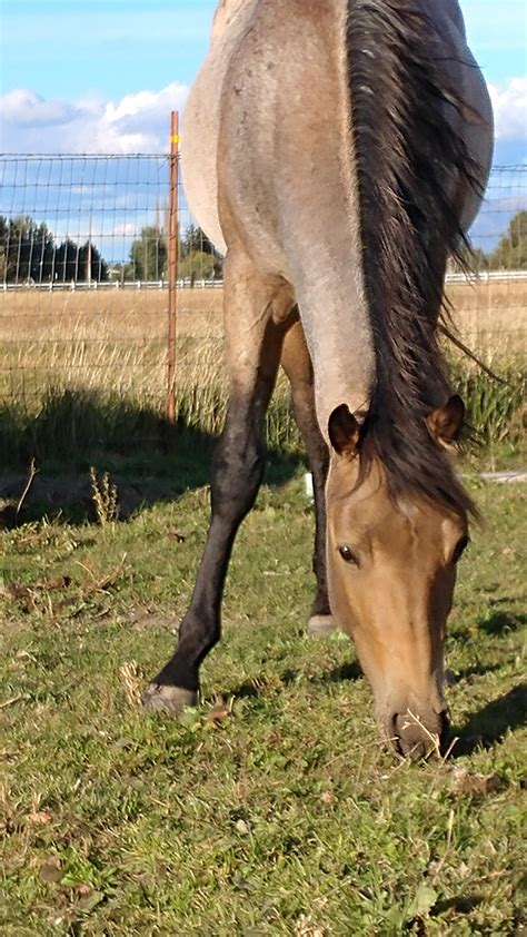 Buckskin Roan : buckskin roan mare | Congratulations to Tommy Allison ...