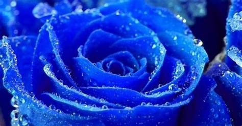 Image result for Blue Background Loop