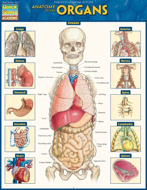 Anatomy of the Organs (eBook) | Anatomy, Body anatomy, Anatomy organs