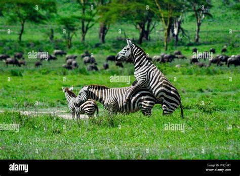 Image result for Zebra Breeding Clips