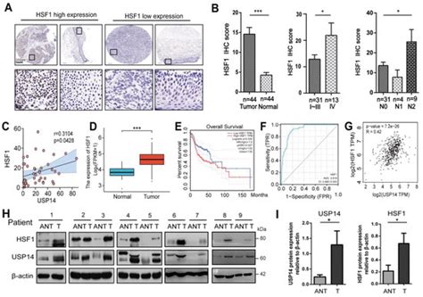 USP14 Positively Modulates Head and Neck Squamous Carcinoma ...