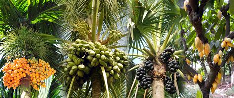 ICAR-Central Plantation Crops Research Institute