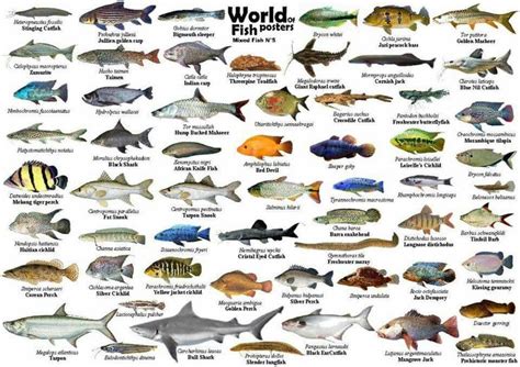 Image result for Fish Shell Argparse Examples