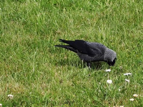 Free Images : wildlife, beak, black, fauna, grey, rook, vertebrate ...