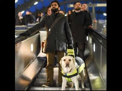 Amit Patel: Indian-origin blind man mounts camera on guide dog to film ...