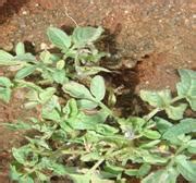 ORGANIC FARMING :: Home