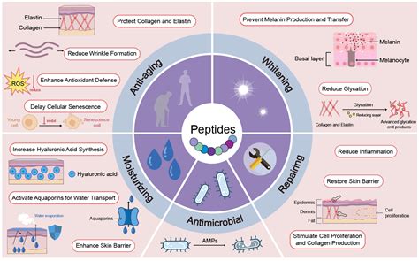 Peptides in Cosmetics: From Pharmaceutical Breakthroughs to Skincare Innovations
