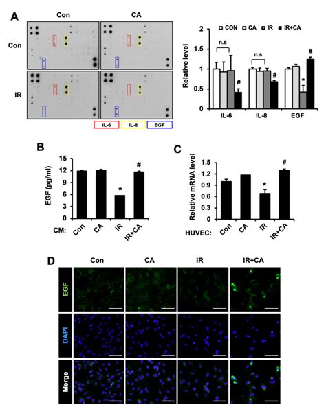 Centella asiatica-Derived Endothelial Paracrine Restores Epithelial ...