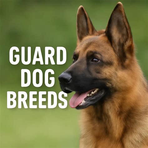 Top Guard Dog Breeds for Reliable Protection and Peace of Mind