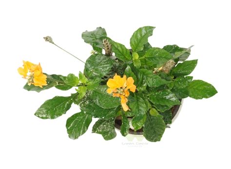 Buy Kanakambaram Plant