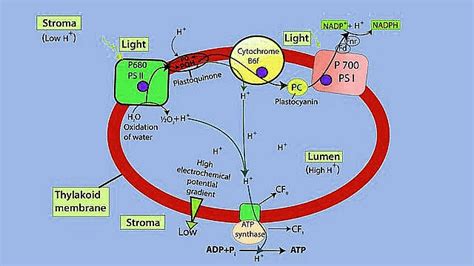 Important Diagrams: Photosynthesis in Higher Plants - Biology Class 11 ...