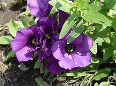 arbusto fiori viola lisianthus piante da giardino lisianthus giardino arbusto fiori viola lisianthus piante da giardino lisianthus giardino