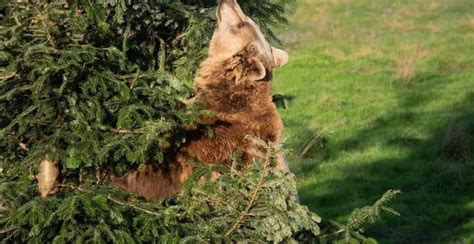 Si votre sapin était un festin pour des animaux du pays de Retz ...