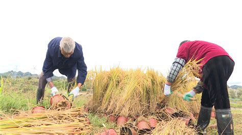 五常市大农庄种植农民专业合作社