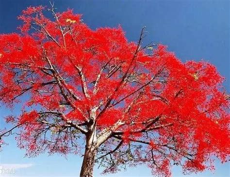 “告别”柳树！西昌柳树林将变身红色“花海”