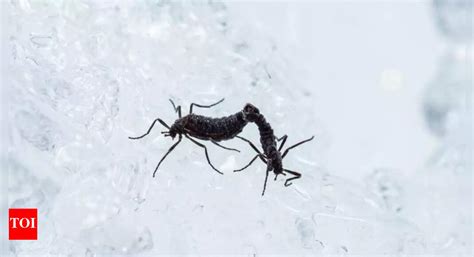 Scientists uncover the survival mechanism of Antarctica's only native ...