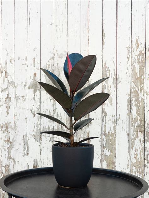 Easy care house plant recommendations? : r/diynz