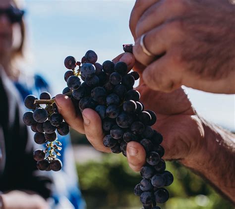 Start of the grape harvest in Bordeaux under the sign of peronospora ...