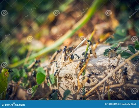 Black ants with wings stock photo. Image of close, formicidae - 134808554