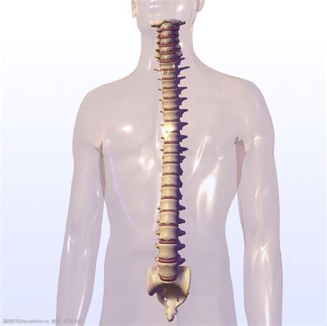 脊椎骨图片图片-图行天下素材网