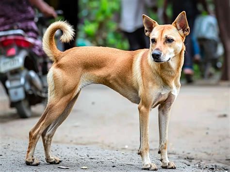 Indian Pariah Dog: The Resilient and Intelligent Breed