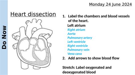 Image result for Heart Dissection Tutorial