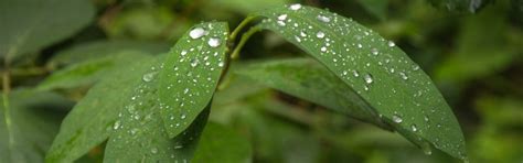 Image result for SQL Refresh Database