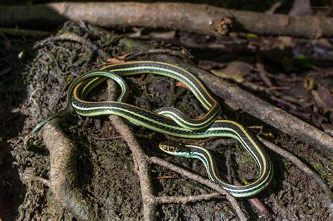 Western Ribbon Snake